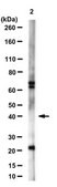 Anti-Human Oct-4 Antibody from rabbit, purified by affinity chromatography