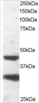 Anti-LIS1/PAFAH1B1 antibody produced in goat affinity isolated antibody, buffered aqueous solution