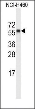 Anti-CYP4A11 (4A22) (C-term) antibody produced in rabbit saturated ammonium sulfate (SAS) precipitated, buffered aqueous solution