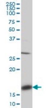 Monoclonal Anti-ACP1 antibody produced in mouse clone 4B10, purified immunoglobulin, buffered aqueous solution