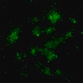 HepaRG&#8482; Cells PERK (-/-) one vial