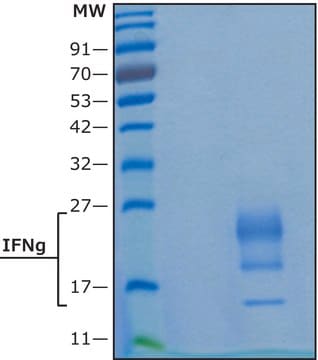 Interferon-&#947; human IFN-gamma, recombinant, expressed in HEK 293 cells, suitable for cell culture, endotoxin tested