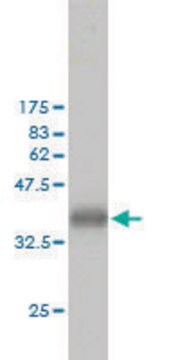 Monoclonal Anti-CKS1B antibody produced in mouse clone 3G8, purified immunoglobulin, buffered aqueous solution