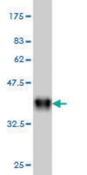 Monoclonal Anti-ADCYAP1R1 antibody produced in mouse clone 2B12, purified immunoglobulin, buffered aqueous solution