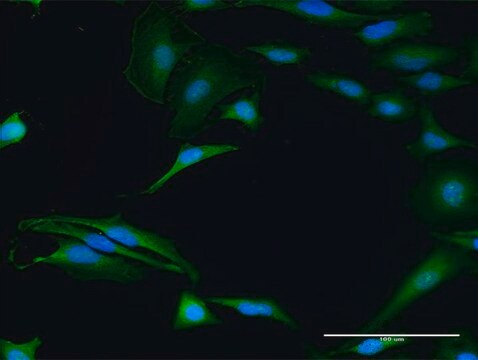 Anti-FXR2 antibody produced in rabbit purified immunoglobulin, buffered aqueous solution