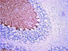 Anti-Brain lipid binding protein Antibody from rabbit, purified by affinity chromatography