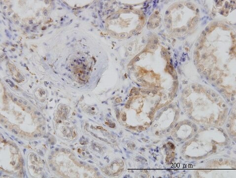 Monoclonal Anti-ACTR2 antibody produced in mouse clone 1B10-C4, purified immunoglobulin, buffered aqueous solution