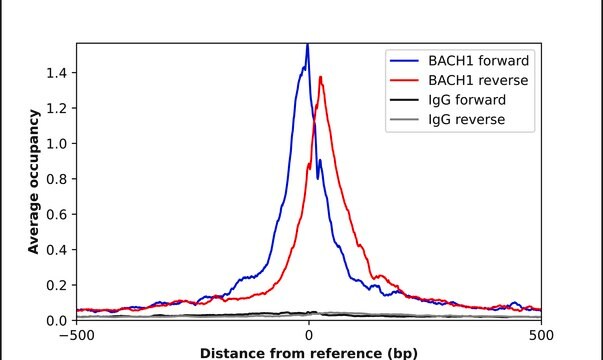 Anti-BACH1 antibody produced in rabbit Prestige Antibodies&#174; Powered by Atlas Antibodies, affinity isolated antibody