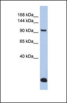 Anti-MVP, (N-terminal) antibody produced in rabbit affinity isolated antibody