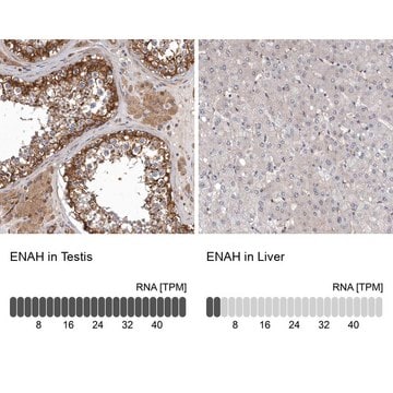 Anti-ENAH antibody produced in rabbit Prestige Antibodies&#174; Powered by Atlas Antibodies, affinity isolated antibody, buffered aqueous glycerol solution, ab2