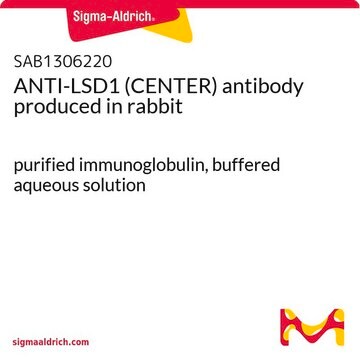 ANTI-LSD1 (CENTER) antibody produced in rabbit purified immunoglobulin, buffered aqueous solution