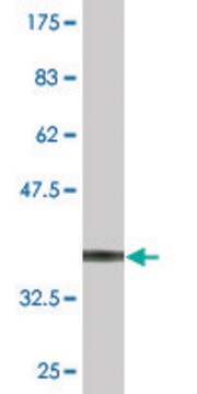 Monoclonal Anti-SLC26A9 antibody produced in mouse clone 4E9, purified immunoglobulin, buffered aqueous solution