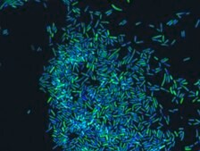 Eubacteria FISH probe - ATTO488 Probe for fluorescence in situ hybridization (FISH), 20 &#181;M in water