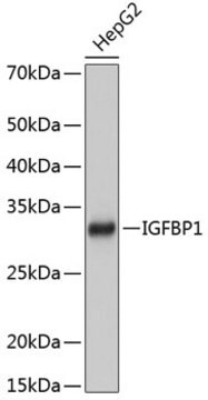 Anti-IGFBP1 Antibody, clone 2A0B5, Rabbit Monoclonal