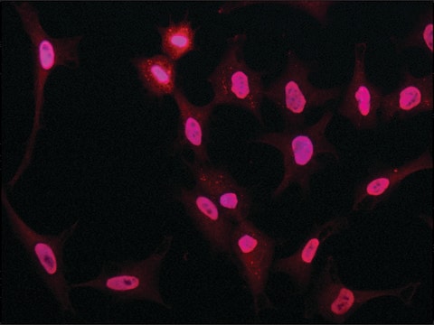 Anti-NONO (N-terminal) antibody produced in rabbit ~1.0&#160;mg/mL, affinity isolated antibody, buffered aqueous solution