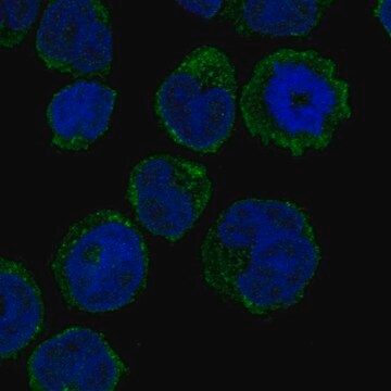 Anti-GCSAML antibody produced in rabbit Prestige Antibodies&#174; Powered by Atlas Antibodies, affinity isolated antibody