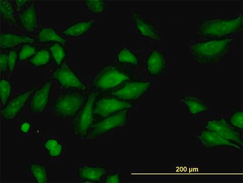 Monoclonal Anti-ROCK2 antibody produced in mouse clone 2A4, purified immunoglobulin, buffered aqueous solution