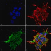 Monoclonal Anti-Mglur1/5 - Apc antibody produced in mouse clone S75-33, purified immunoglobulin
