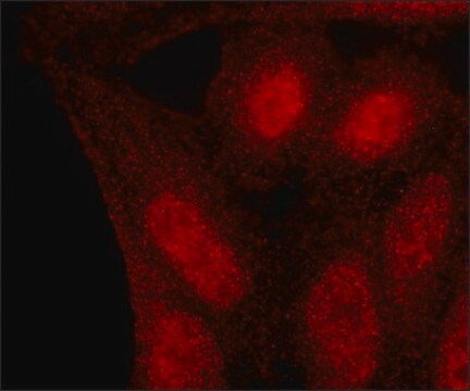 Monoclonal Anti-Myb antibody from mouse clone MB-8, purified immunoglobulin