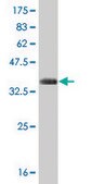 Monoclonal Anti-CDK3 antibody produced in mouse clone 3C12, purified immunoglobulin, buffered aqueous solution