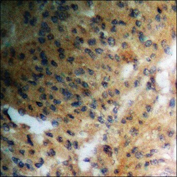 Anti-phospho-Ras-GRF1 (pSer916) antibody produced in rabbit affinity isolated antibody