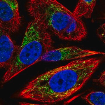 Anti-SLC25A5 antibody produced in rabbit Prestige Antibodies&#174; Powered by Atlas Antibodies, affinity isolated antibody