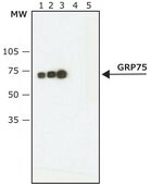 Anti-GRP75 (SQ-15) antibody produced in rabbit ~1&#160;mg/mL, affinity isolated antibody, buffered aqueous solution