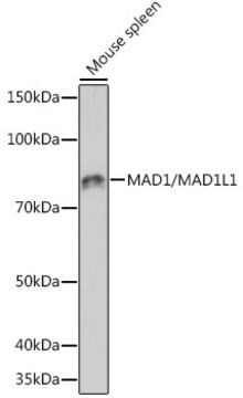 Anti-MAD1/MAD1L1 Antibody, clone 7O2C2, Rabbit Monoclonal