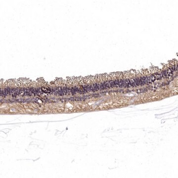 Anti-RS1 antibody produced in rabbit Prestige Antibodies&#174; Powered by Atlas Antibodies, affinity isolated antibody