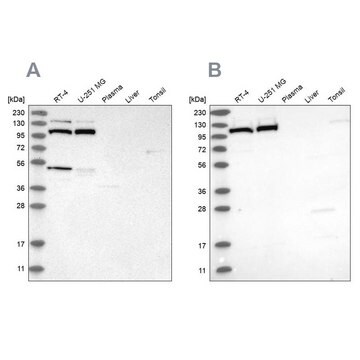 Anti-MTHFD1L antibody produced in rabbit Prestige Antibodies&#174; Powered by Atlas Antibodies, affinity isolated antibody, buffered aqueous glycerol solution