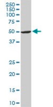 Monoclonal Anti-ASB10 antibody produced in mouse clone 1F3, purified immunoglobulin, buffered aqueous solution