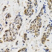 Anti-MAPK9 antibody produced in rabbit