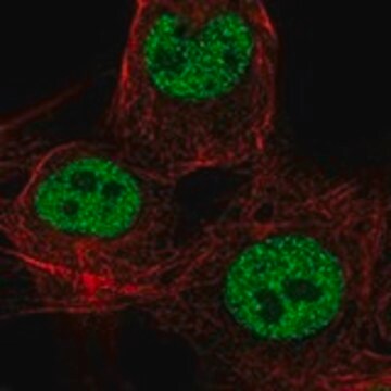 Anti-CDX4 antibody produced in rabbit Prestige Antibodies&#174; Powered by Atlas Antibodies, affinity isolated antibody, buffered aqueous glycerol solution