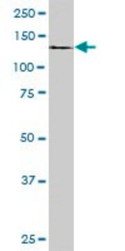 Monoclonal Anti-DDEF1, (C-terminal) antibody produced in mouse clone 1B5, purified immunoglobulin, buffered aqueous solution