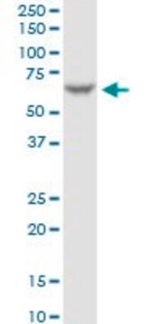 Monoclonal Anti-FAAH antibody produced in mouse clone 4H8, purified immunoglobulin, buffered aqueous solution