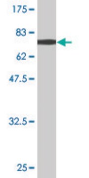 Monoclonal Anti-ACY1 antibody produced in mouse clone 1A11-F6, purified immunoglobulin, buffered aqueous solution