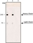 Anti-Myosin (Skeletal, Fast) antibody, Mouse monoclonal clone MY-32, purified from hybridoma cell culture