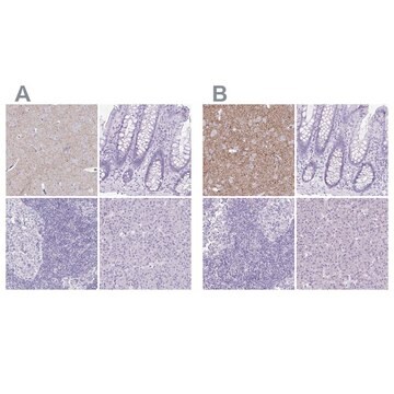 Anti-SLC32A1 antibody produced in rabbit Prestige Antibodies&#174; Powered by Atlas Antibodies, affinity isolated antibody, buffered aqueous glycerol solution