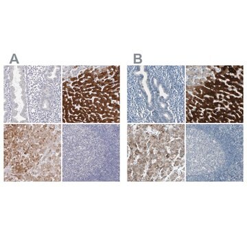 Anti-CYP2E1 antibody produced in rabbit Prestige Antibodies&#174; Powered by Atlas Antibodies, affinity isolated antibody, buffered aqueous glycerol solution