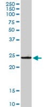 Anti-GSTA4 antibody produced in rabbit purified immunoglobulin, buffered aqueous solution