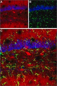 Anti-GABAA Receptor (&#945;1 subunit) antibody produced in rabbit affinity isolated antibody