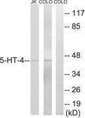 Anti-5-HT-4 antibody produced in rabbit affinity isolated antibody