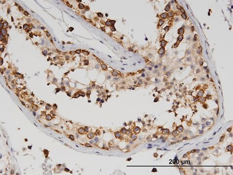 Monoclonal Anti-ZBP1 antibody produced in mouse clone 2C10, purified immunoglobulin, buffered aqueous solution