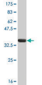 Monoclonal Anti-FEN1 antibody produced in mouse clone 1E2, ascites fluid