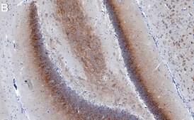 Anti-CACNG8/TARP γ8 Antibody, clone 1K4 ZooMAb&#174; Rabbit Monoclonal recombinant, expressed in HEK 293 cells