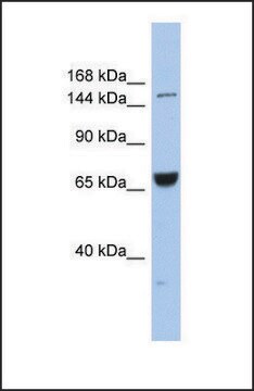 Anti-KIF15 antibody produced in rabbit affinity isolated antibody