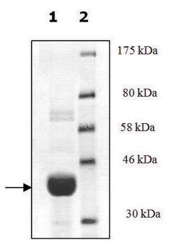 T4 Beta-glucosyltransferase recombinant, expressed in E. coli, &#8805;83% (SDS-PAGE)