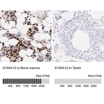 Anti-S100A12 antibody produced in rabbit Prestige Antibodies&#174; Powered by Atlas Antibodies, affinity isolated antibody, buffered aqueous glycerol solution