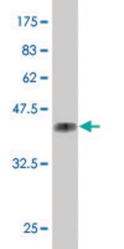 ANTI-MEF2A antibody produced in mouse clone 2G10, purified immunoglobulin, buffered aqueous solution