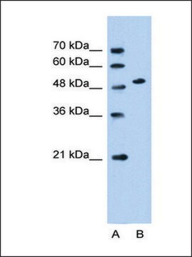 Anti-SLC30A1 antibody produced in rabbit affinity isolated antibody